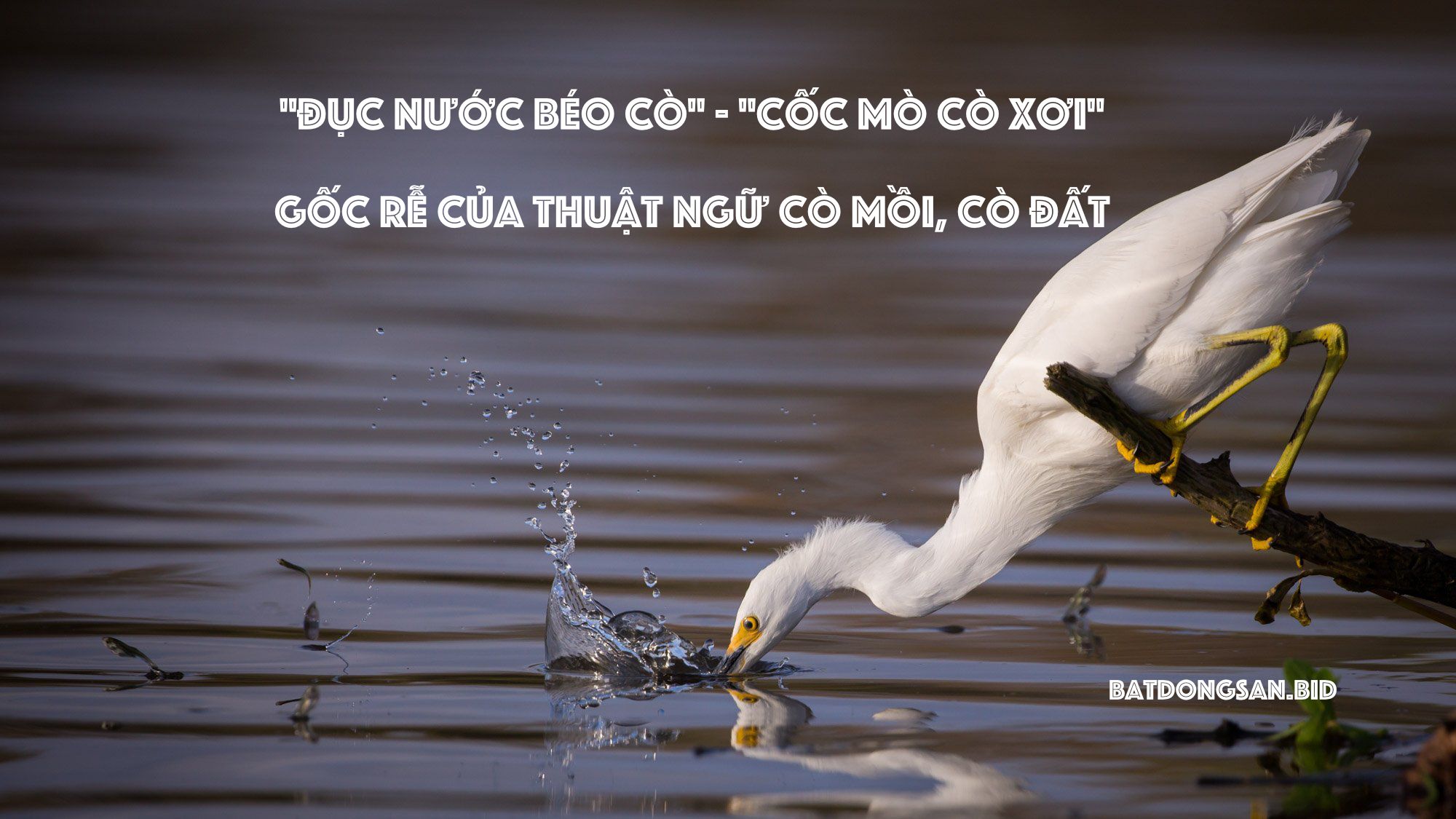 “Đục nước béo cò” và “Cốc mò cò xơi” – Gốc rễ của thuật ngữ cò mồi, cò đất